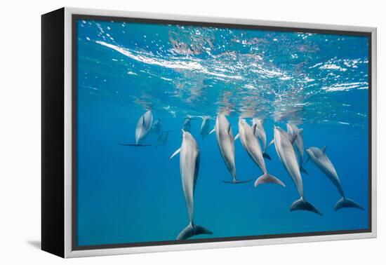 Hawaiian Spinner Dolphins (Stenella Longirostris)-Michael Nolan-Framed Premier Image Canvas