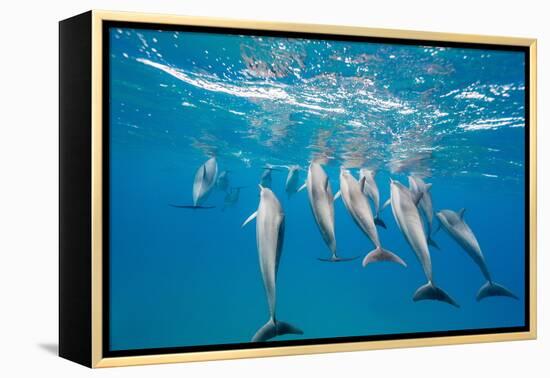 Hawaiian Spinner Dolphins (Stenella Longirostris)-Michael Nolan-Framed Premier Image Canvas