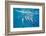 Hawaiian Spinner Dolphins (Stenella Longirostris)-Michael Nolan-Framed Photographic Print