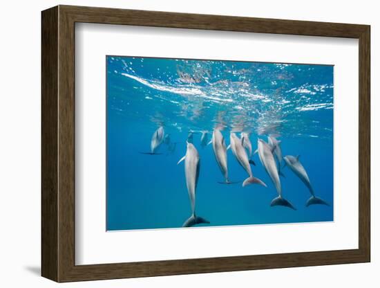 Hawaiian Spinner Dolphins (Stenella Longirostris)-Michael Nolan-Framed Photographic Print