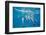 Hawaiian Spinner Dolphins (Stenella Longirostris)-Michael Nolan-Framed Photographic Print