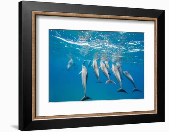 Hawaiian Spinner Dolphins (Stenella Longirostris)-Michael Nolan-Framed Photographic Print