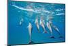 Hawaiian Spinner Dolphins (Stenella Longirostris)-Michael Nolan-Mounted Photographic Print