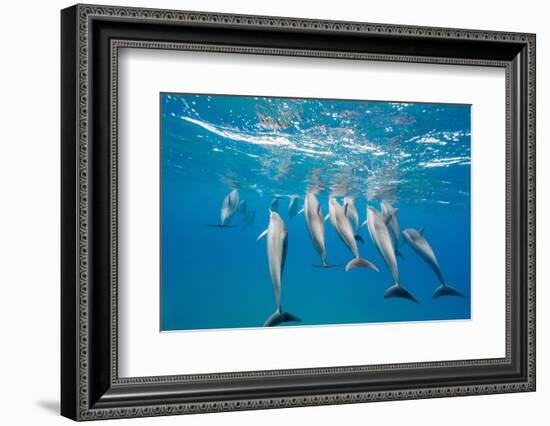 Hawaiian Spinner Dolphins (Stenella Longirostris)-Michael Nolan-Framed Photographic Print