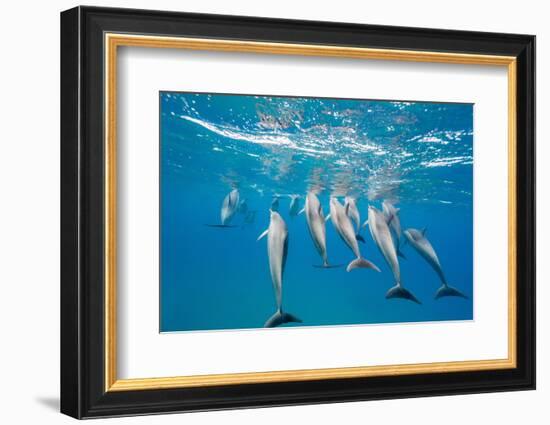 Hawaiian Spinner Dolphins (Stenella Longirostris)-Michael Nolan-Framed Photographic Print