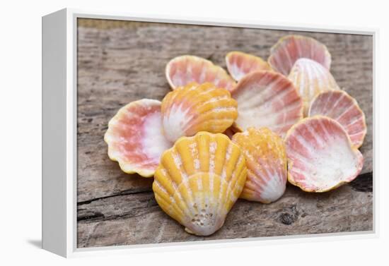 Hawaiian sunrise shells-Savanah Plank-Framed Premier Image Canvas