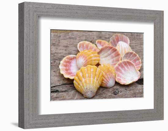 Hawaiian sunrise shells-Savanah Plank-Framed Photographic Print