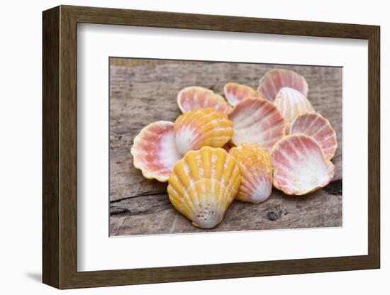 Hawaiian sunrise shells-Savanah Plank-Framed Photographic Print