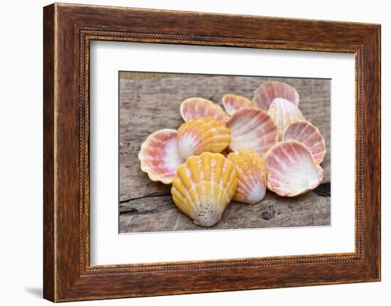 Hawaiian sunrise shells-Savanah Plank-Framed Photographic Print