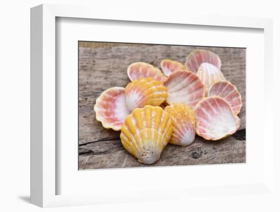 Hawaiian sunrise shells-Savanah Plank-Framed Photographic Print