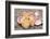 Hawaiian sunrise shells-Savanah Plank-Framed Photographic Print