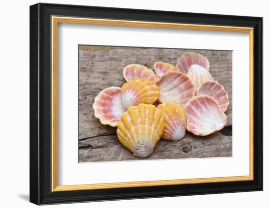 Hawaiian sunrise shells-Savanah Plank-Framed Photographic Print