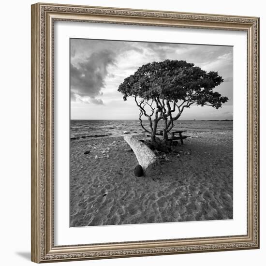 Hawaiian Tree-Rob Cherry-Framed Giclee Print