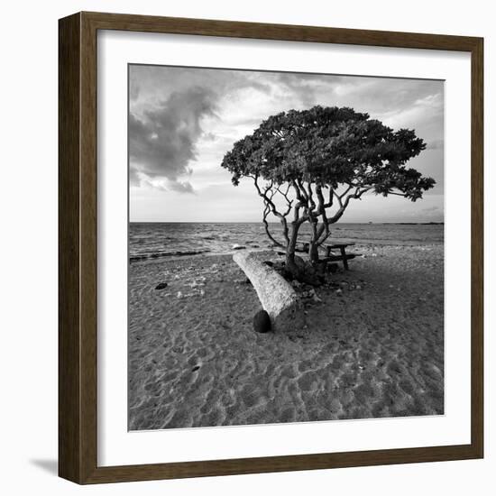 Hawaiian Tree-Rob Cherry-Framed Giclee Print