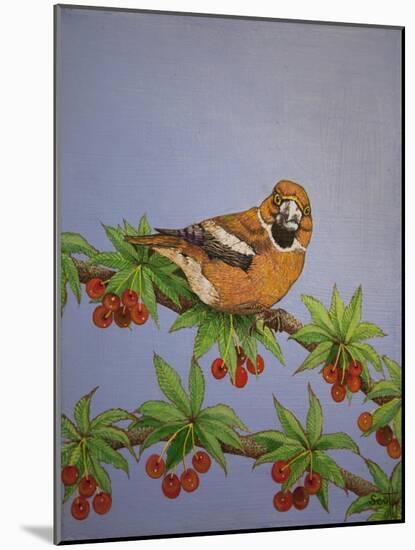 Hawfinch, 2016-Pat Scott-Mounted Giclee Print