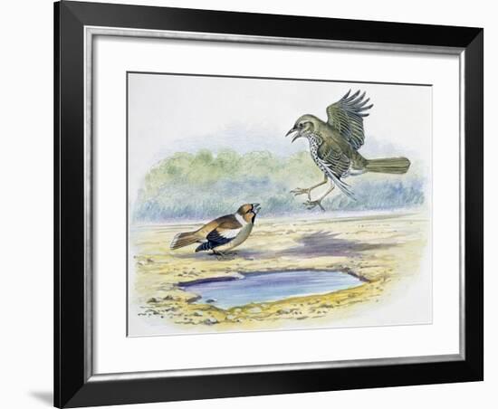 Hawfinch (Coccothraustes Coccothraustes)-null-Framed Giclee Print