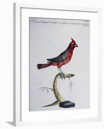 Hawfinch of Virginia or Common Crested Cardinal (Coccothraustes Virginiana O Cardinalis Cristatus)-null-Framed Giclee Print