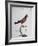 Hawfinch of Virginia or Common Crested Cardinal (Coccothraustes Virginiana O Cardinalis Cristatus)-null-Framed Giclee Print