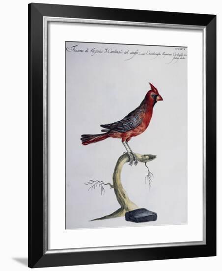 Hawfinch of Virginia or Common Crested Cardinal (Coccothraustes Virginiana O Cardinalis Cristatus)-null-Framed Giclee Print