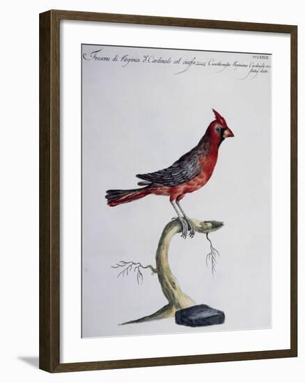 Hawfinch of Virginia or Common Crested Cardinal (Coccothraustes Virginiana O Cardinalis Cristatus)-null-Framed Giclee Print