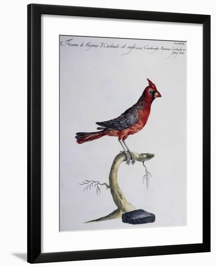 Hawfinch of Virginia or Common Crested Cardinal (Coccothraustes Virginiana O Cardinalis Cristatus)-null-Framed Giclee Print