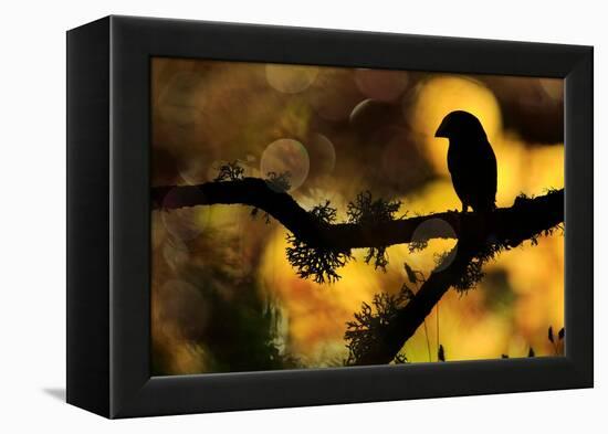 Hawfinch silhouetted on a branch of Portuguese oak, Spain-Andres M. Dominguez-Framed Premier Image Canvas