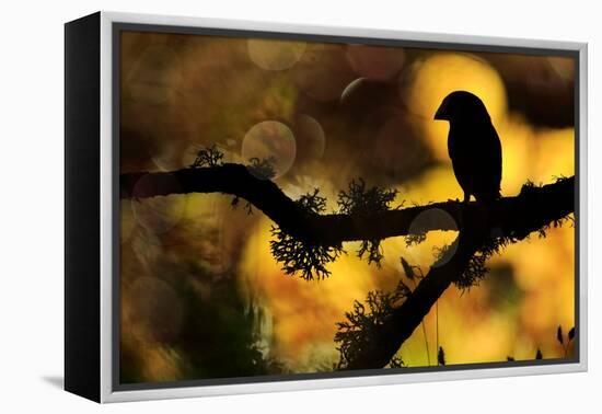 Hawfinch silhouetted on a branch of Portuguese oak, Spain-Andres M. Dominguez-Framed Premier Image Canvas