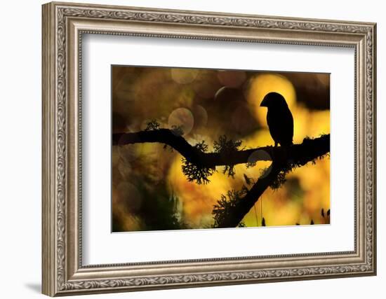 Hawfinch silhouetted on a branch of Portuguese oak, Spain-Andres M. Dominguez-Framed Photographic Print