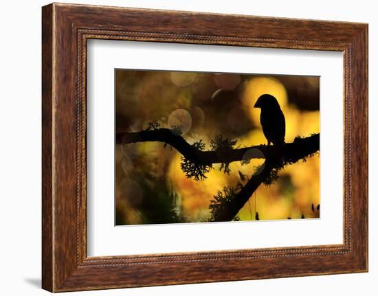 Hawfinch silhouetted on a branch of Portuguese oak, Spain-Andres M. Dominguez-Framed Photographic Print