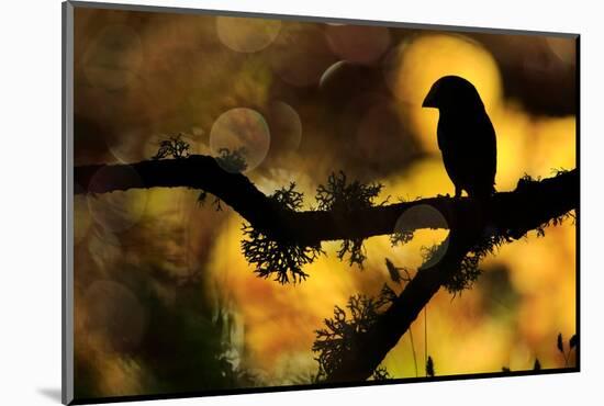 Hawfinch silhouetted on a branch of Portuguese oak, Spain-Andres M. Dominguez-Mounted Photographic Print