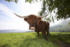 Meadow, Scottish Highland Cattle-Hawi-Photographic Print