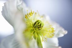 Poppy, Stamen, Close-Up-Hawi-Photographic Print