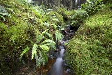 Stream Course, Plants, Nature, Scotland, Great Britain, the North, Summer, Vegetation, Flora, Water-Hawi-Photographic Print