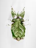 Wandering Leaf, Phyllium Giganteum, , Green, Female, Animal, Insect, Ghost Locust, Locust-Hawi-Framed Premier Image Canvas