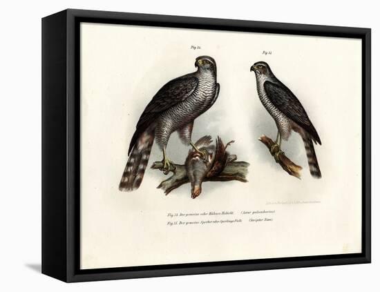 Hawk, 1864-null-Framed Premier Image Canvas