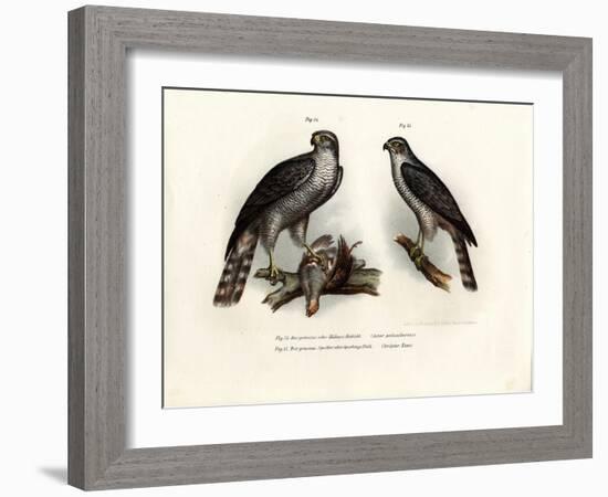 Hawk, 1864-null-Framed Giclee Print