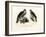 Hawk, 1864-null-Framed Giclee Print