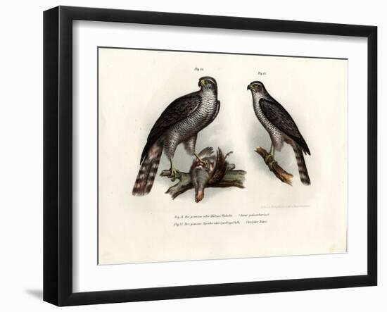 Hawk, 1864-null-Framed Giclee Print