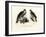 Hawk, 1864-null-Framed Giclee Print