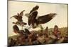 Hawk and Bobwhites-John James Audubon-Mounted Giclee Print