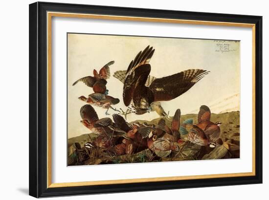 Hawk and Bobwhites-John James Audubon-Framed Giclee Print