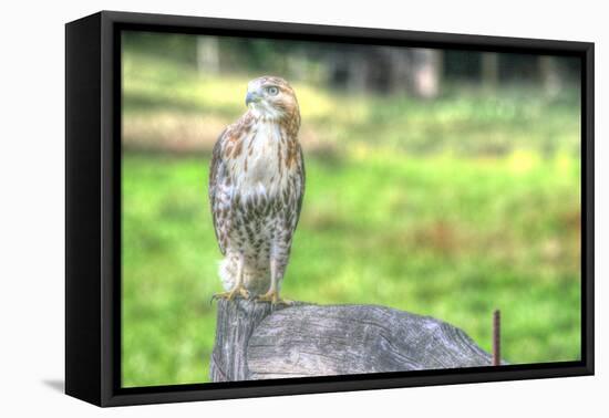 Hawk and Fence-Robert Goldwitz-Framed Premier Image Canvas