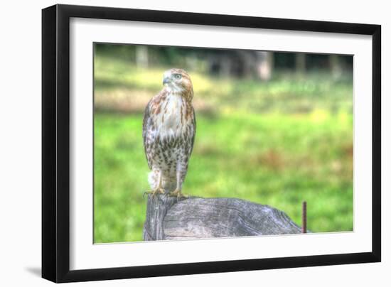 Hawk and Fence-Robert Goldwitz-Framed Photographic Print