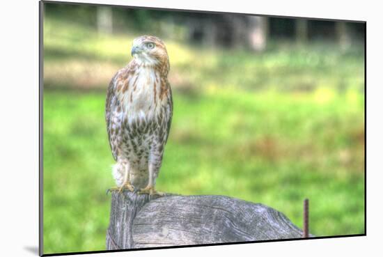 Hawk and Fence-Robert Goldwitz-Mounted Photographic Print