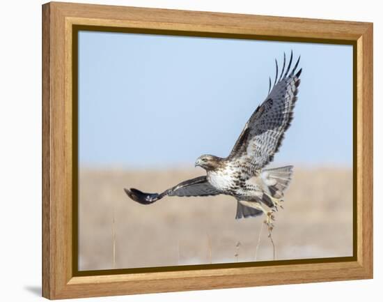 Hawk flying low, looking for a meal-Michael Scheufler-Framed Premier Image Canvas