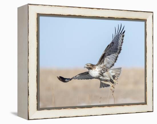 Hawk flying low, looking for a meal-Michael Scheufler-Framed Premier Image Canvas