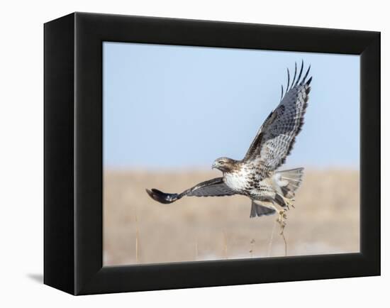 Hawk flying low, looking for a meal-Michael Scheufler-Framed Premier Image Canvas