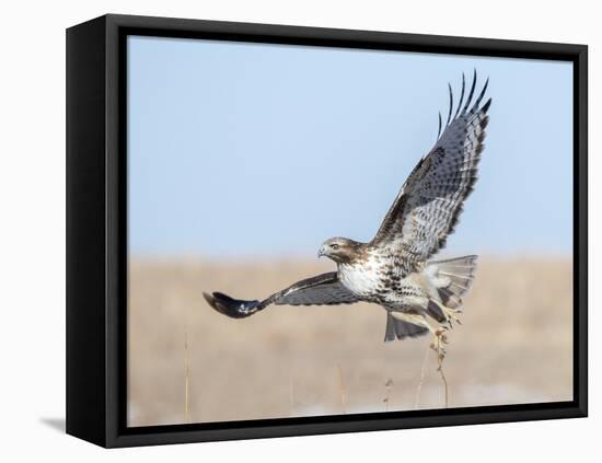 Hawk flying low, looking for a meal-Michael Scheufler-Framed Premier Image Canvas