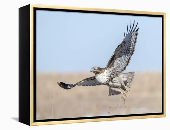 Hawk flying low, looking for a meal-Michael Scheufler-Framed Premier Image Canvas