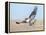 Hawk flying low, looking for a meal-Michael Scheufler-Framed Premier Image Canvas